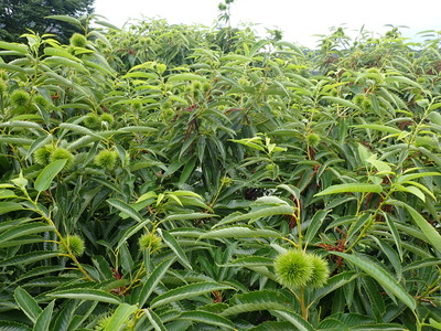 P7040885