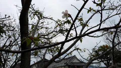 PXL_20241115_043746071