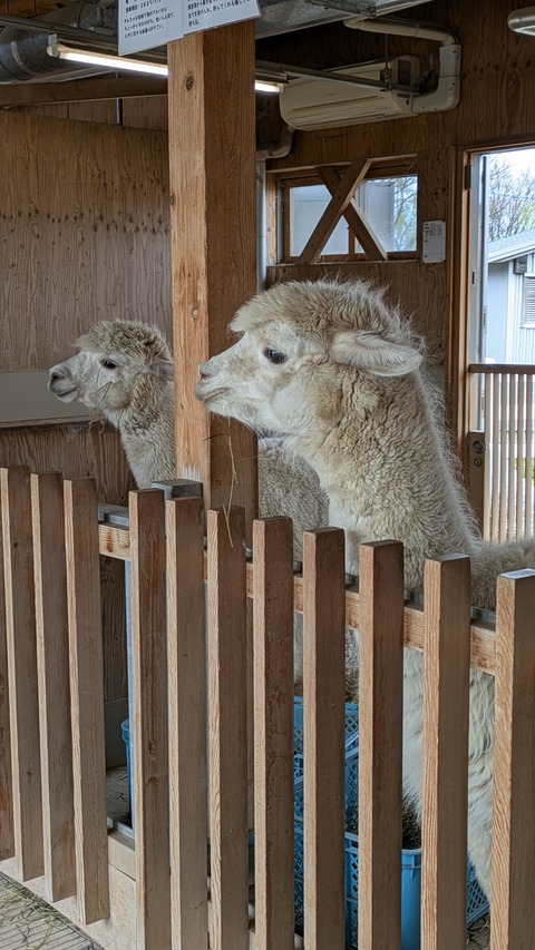 PXL_20250414_021917169