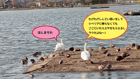 白鳥のつぶやき