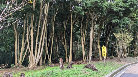 PXL_20241028_013216082