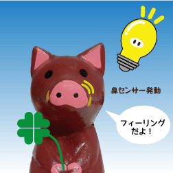 イノシシ　クローバー発見