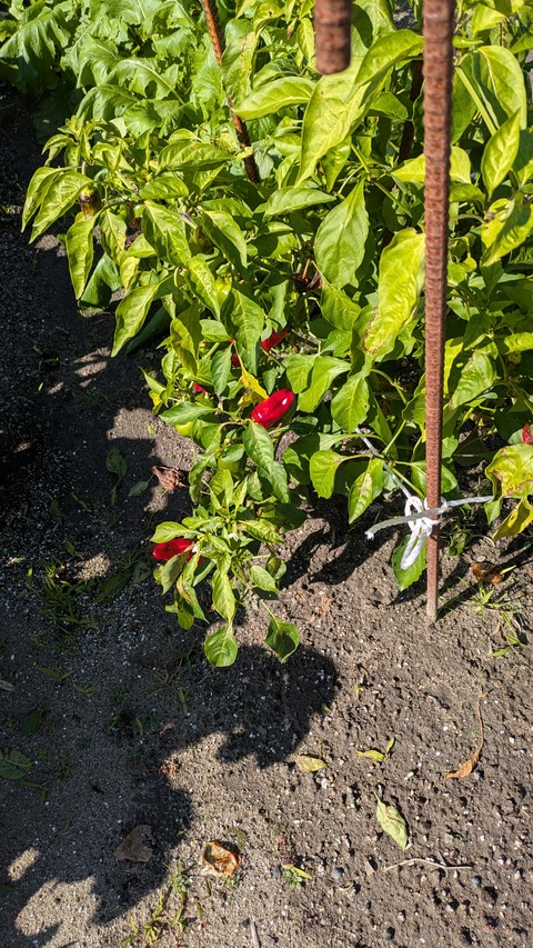 PXL_20251102_004902012