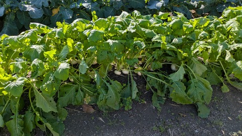 PXL_20251102_004918996