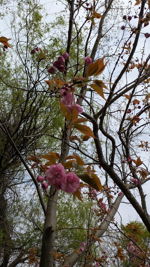 PXL_20250419_015717338