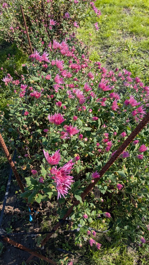 PXL_20251102_004758619