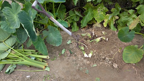 PXL_20251011_023409554