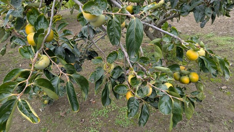 PXL_20251011_023527668