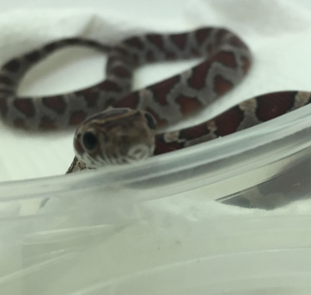 コーンスネークが家族になりました 右膝を矢で射抜かれた奴ブログ