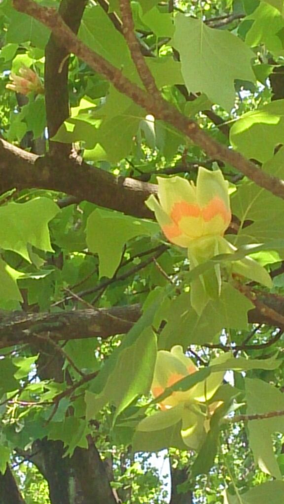 ゆりの木の花 井上じろの俳句的 ゆりの木の花 井上じろの俳句的