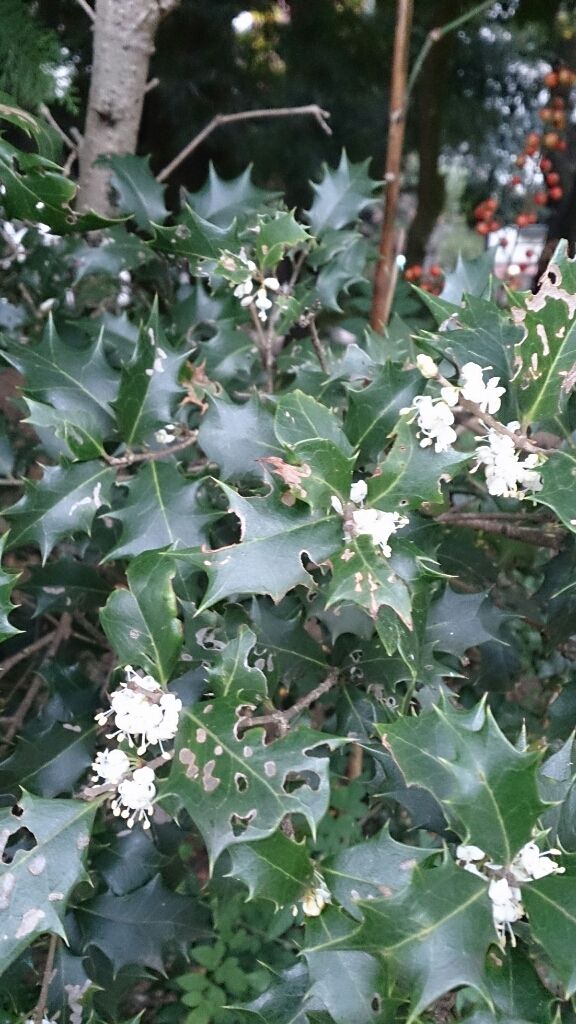 柊 ひいらぎ 寒木瓜 かんぼけ 井上じろの俳句的