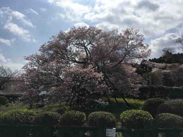 日本五大桜の2つ 狩宿の下馬桜と山高神代桜を見てきました 近代麻雀漫画生活