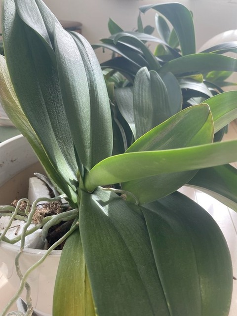 qtH1Qwk1TDqyveiU_dP24A (1)