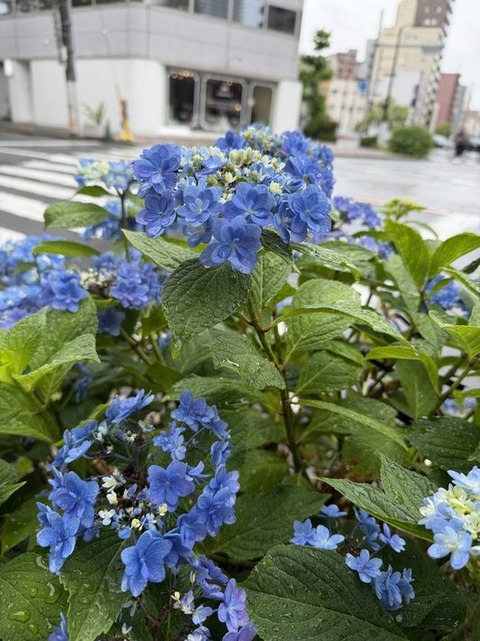 エントリ画像