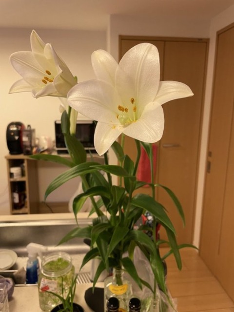 8xIHVu2mT3SuJyLDm5qmCw