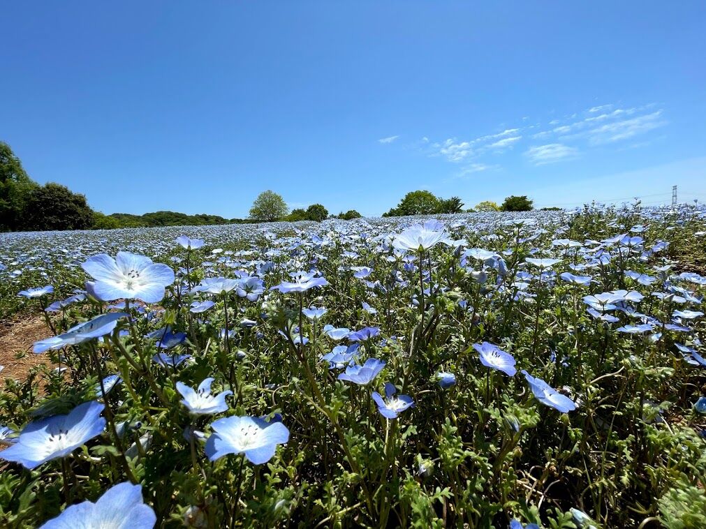 Flower Village 花夢の里 The転勤族2 広島walker Flower Village 花夢の里 The転勤族2 広島walker