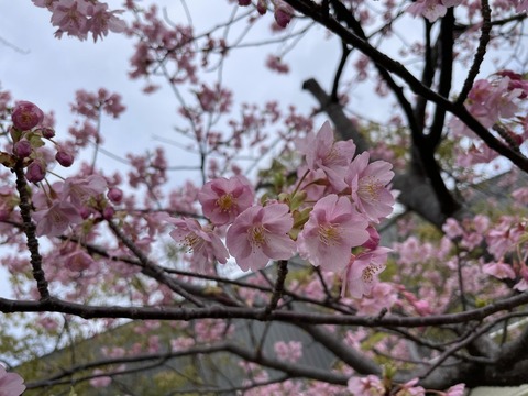 BWDnEhdWS1OH6rJ8bxkNBg