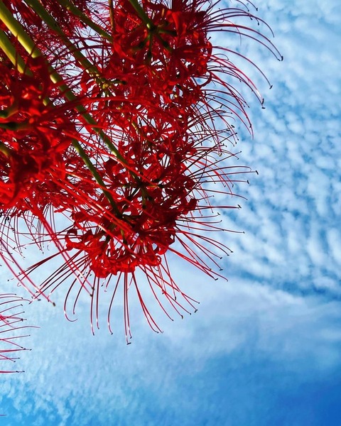 dzUlyOrfQwWWSZxf60vocA