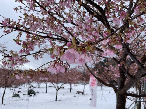 m7H5enzmRby2qKLAjJ4Tow