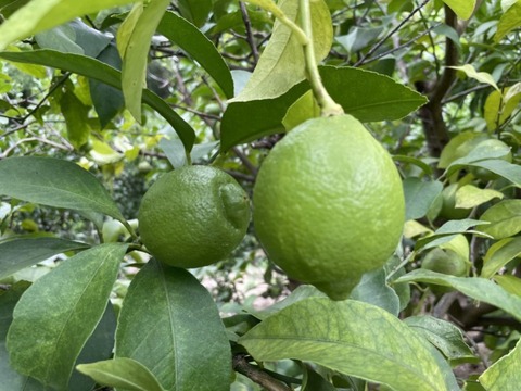 Jk6LGWuxTgqgphdxKLt4CA (1)