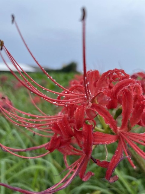 eLlqbvpHTnWxfwemvVfawQ