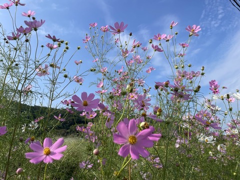 DWiyCWRMSWqncvdMKXlz5w