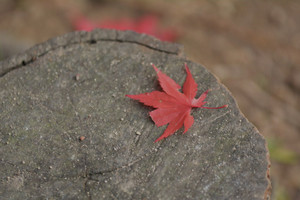 d4a73a04.jpg