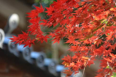 QkNFQRxeSOCNlnqGnuFQfQ