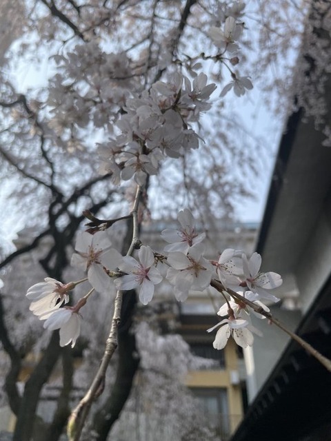 d7zAAs9xQ9yusJLFqLUmxw