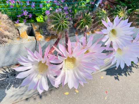 n38dNK7MQvGYdPRXTbrSlA - コピー (7)