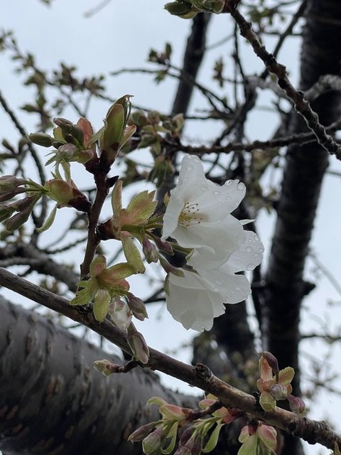 X_Aip-g_SxqbUknL20zmUQ