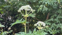 c_image2