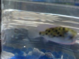 torafugu
