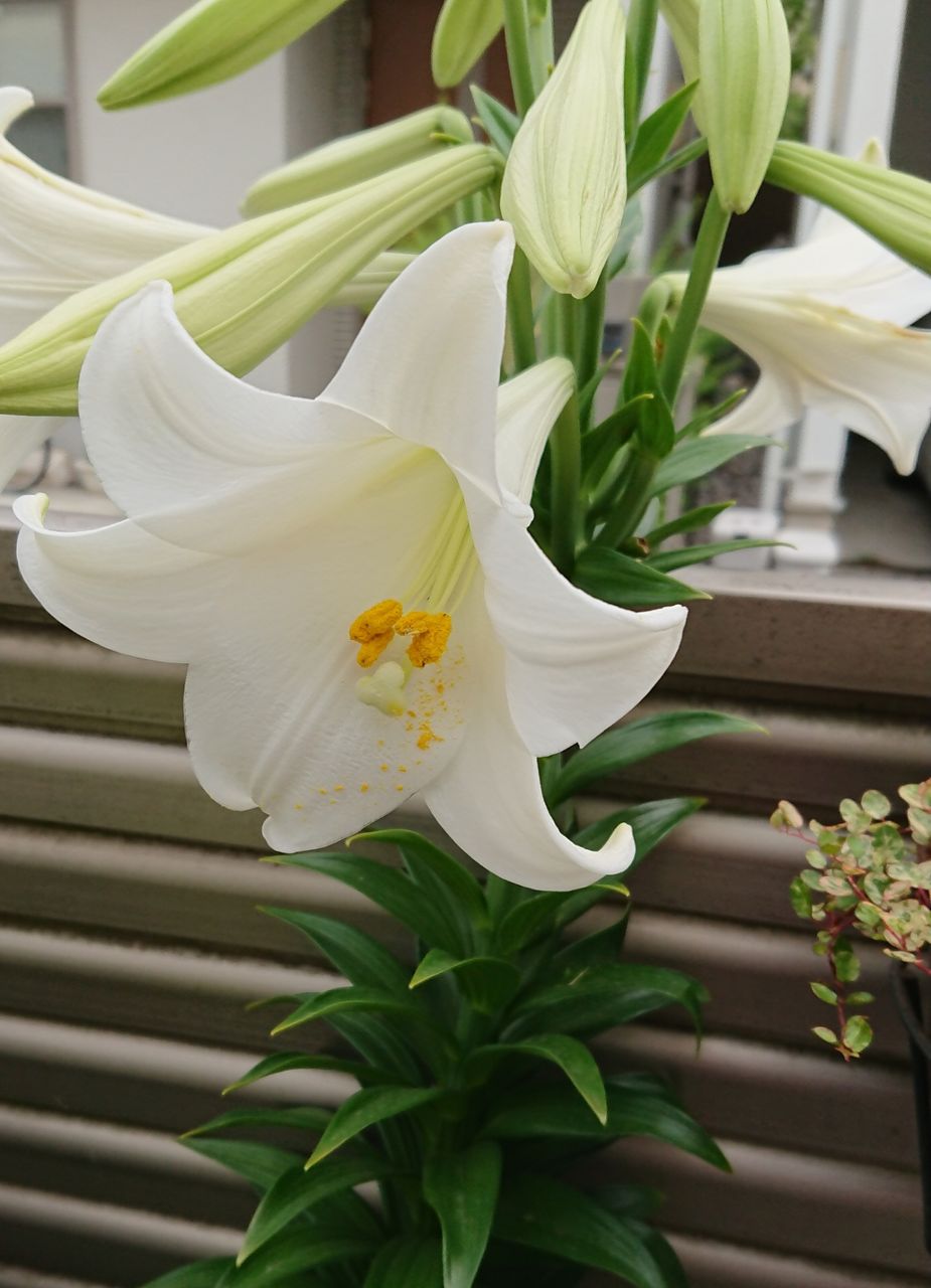 赤ちゃんメダカを Inside And Outside In Garden 赤ちゃんメダカを Inside And Outside In Garden