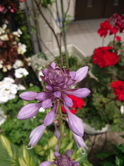 Inside And Outside In Garden Inside And Outside In Garden