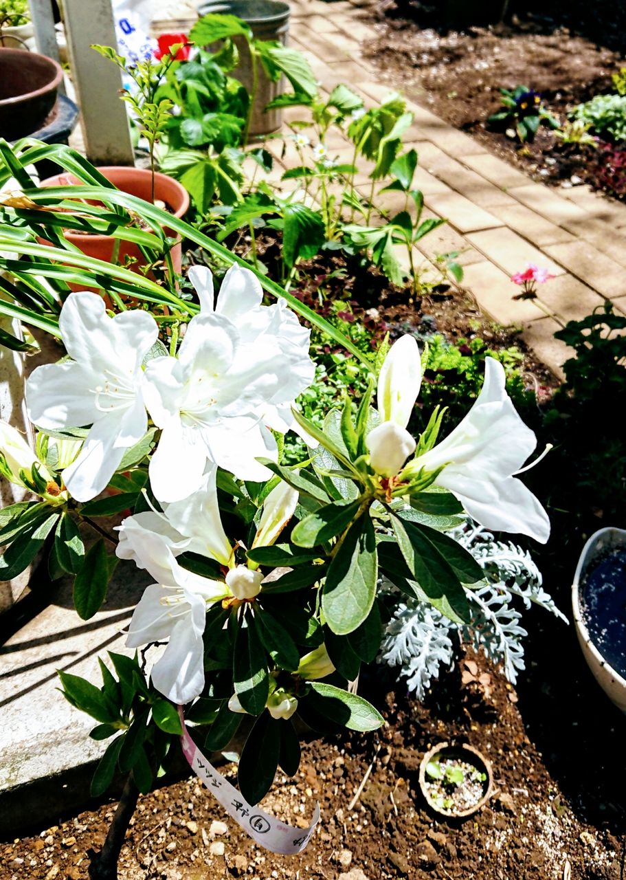 暖かくなったよ Inside And Outside In Garden