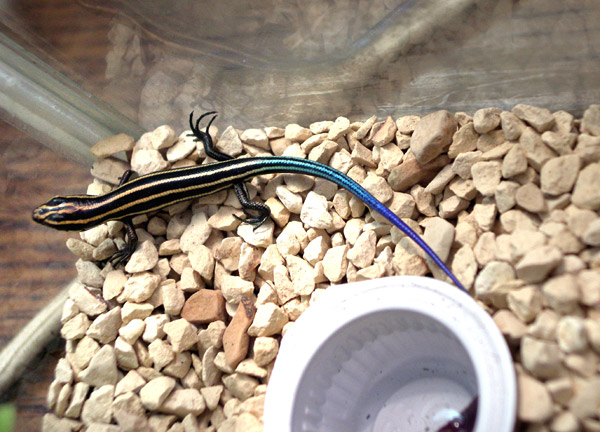 かなちょろ カナヘビ Ambivalence