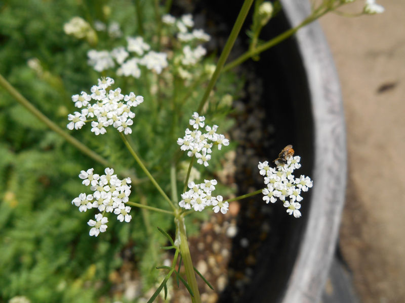 ヒメウイキョウ 凡骨