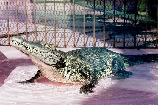 熱川バナナワニ園 : 森のイグレク