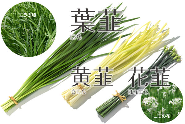 飲食経験40年のblog : 旬の食材 【3月】レシピ(192) ニラ
