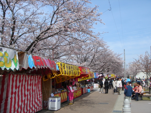 岩倉桜祭りと屋台 毎日忙しいのですは