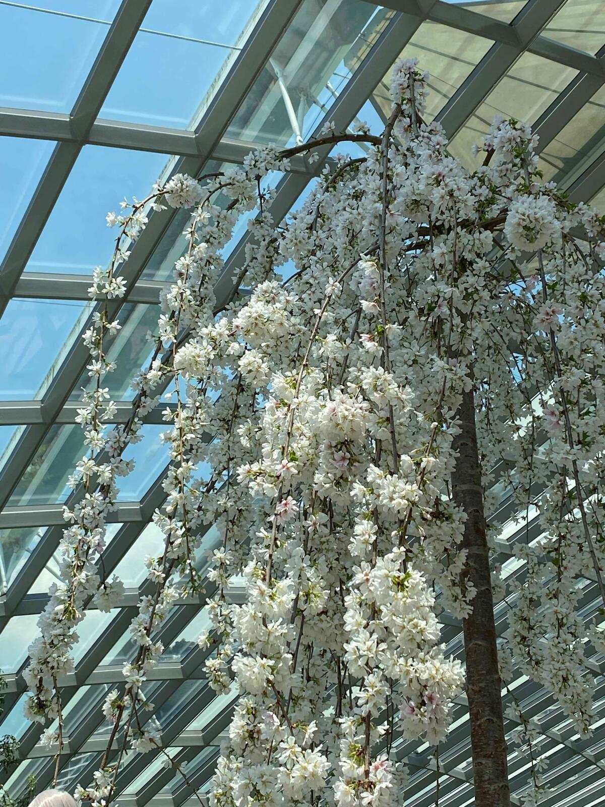 シンガポールでお花見 Garden By The Bayの桜 花宴の台所便り