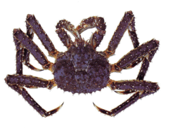 オックスフォードのワクチン治験「重篤な副作用」で中断