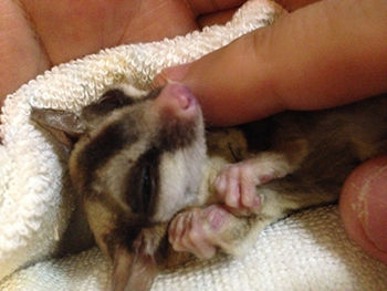 14年01月29日 一分間のしあわせ モモンガ