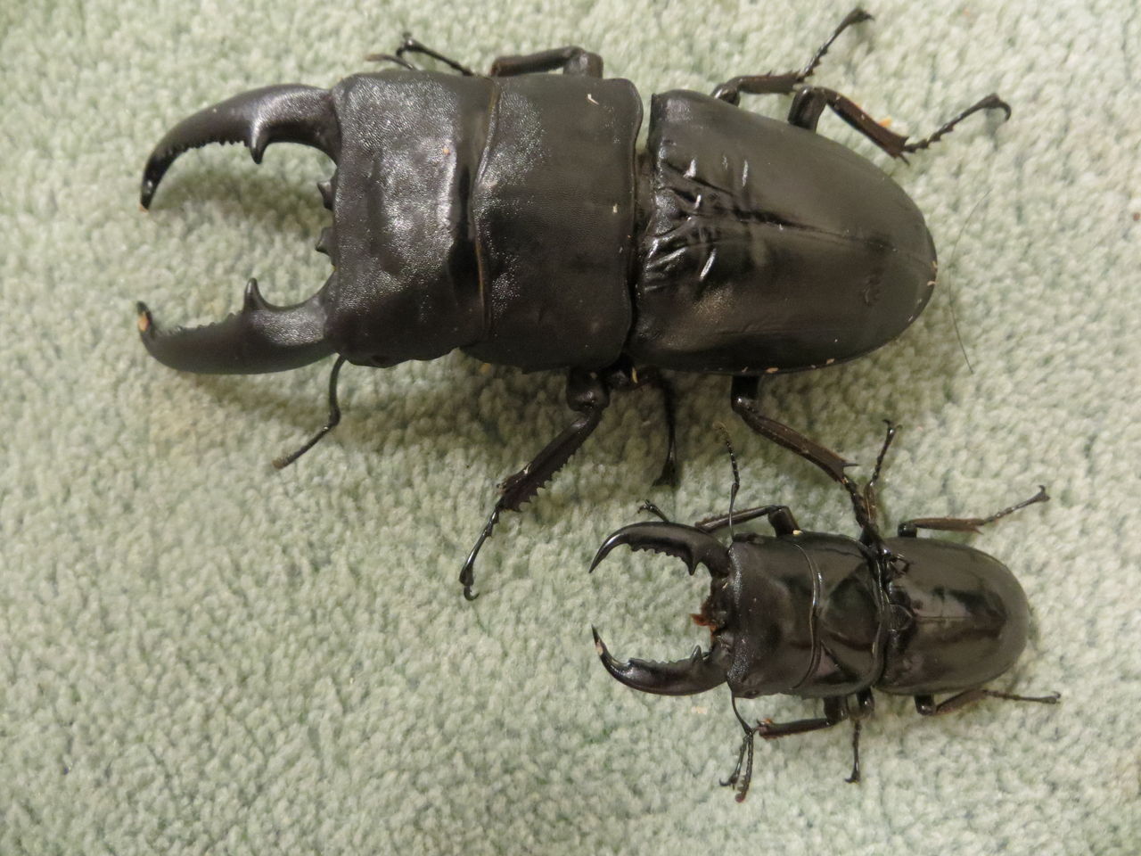 小さなオオヒラタ 隅っこでのんびり昆虫飼育 小さなオオヒラタ 隅っこでのんびり昆虫飼育