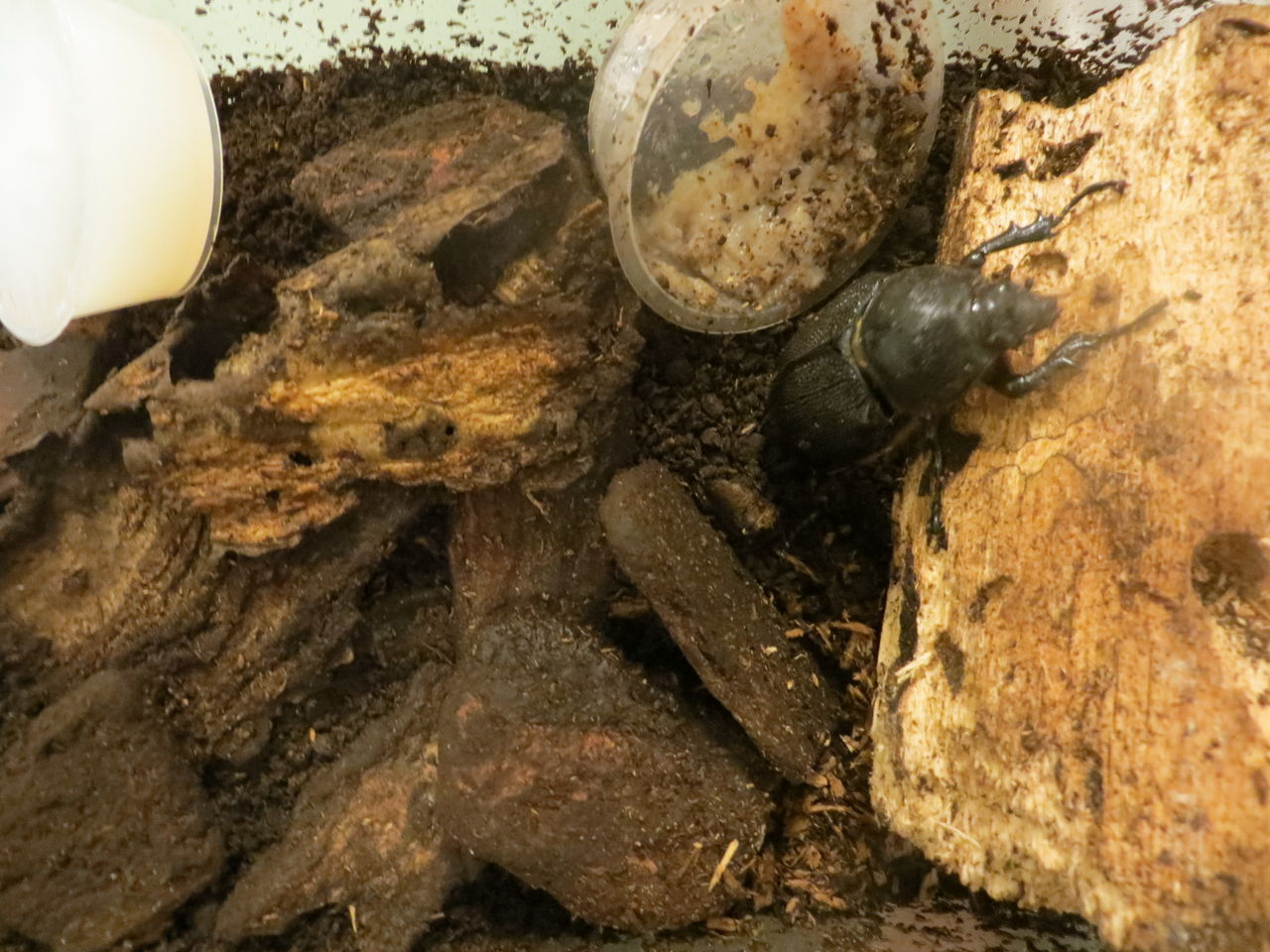 潜らないコ達 隅っこでのんびり昆虫飼育 潜らないコ達 隅っこでのんびり昆虫飼育