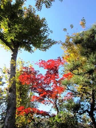 岡山県井原市 田中苑 楷の木の紅葉ドライブ Inuのblog