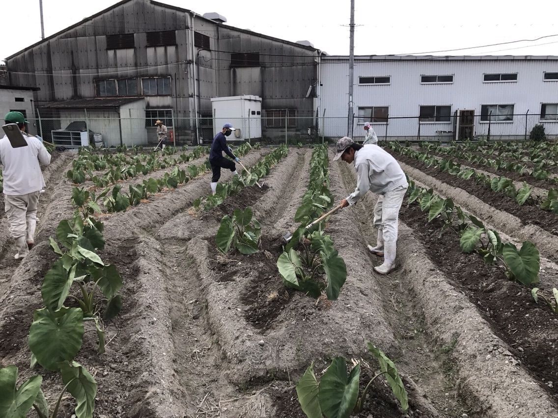 美味しい海老芋が育つように土寄せしています 乾農園 大阪 富田林で四代続く河内伝統農家のブログ 美味しい海老芋が育つように土寄せしています 乾農園 大阪 富田林で四代続く河内伝統農家のブログ