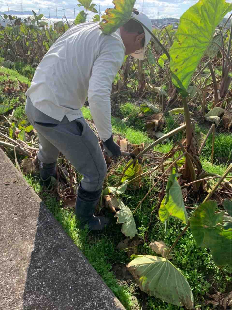 海老芋収穫 乾農園 大阪 富田林で四代続く河内伝統農家のブログ