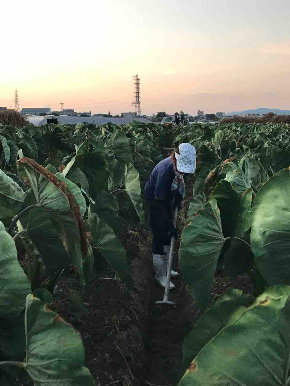 海老芋の土寄せ 乾農園 大阪 富田林で四代続く河内伝統農家のブログ
